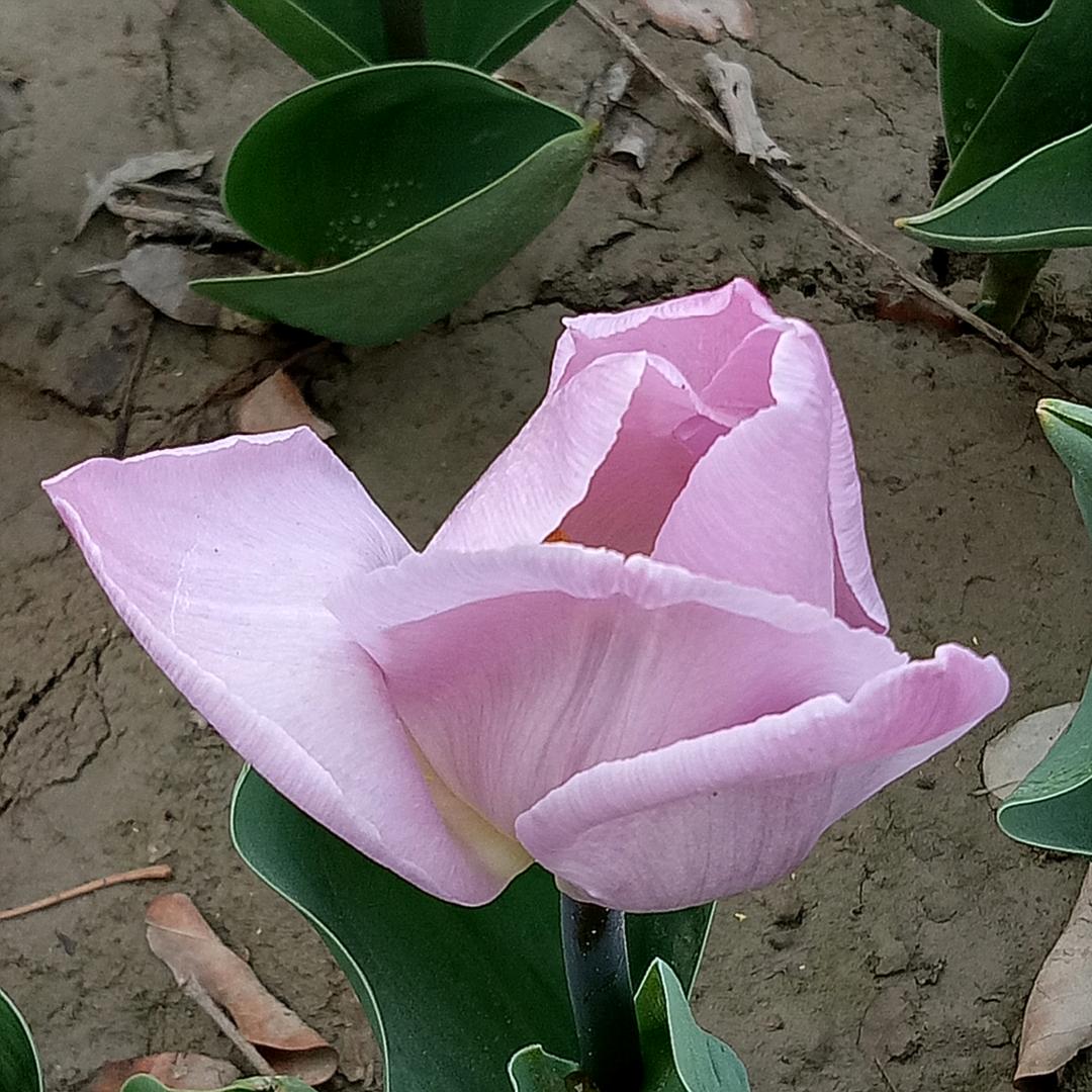 拂尘