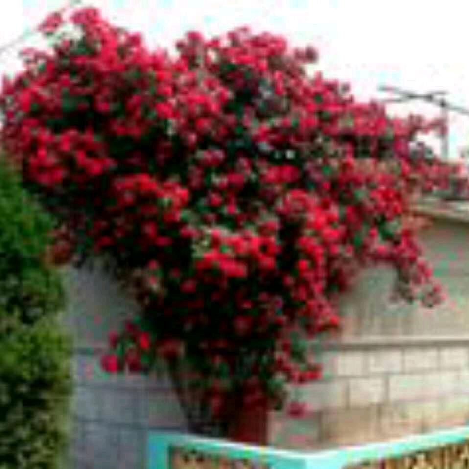 西赤❤️双人余