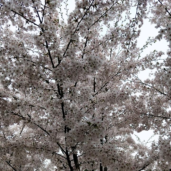 欧阳冰哥