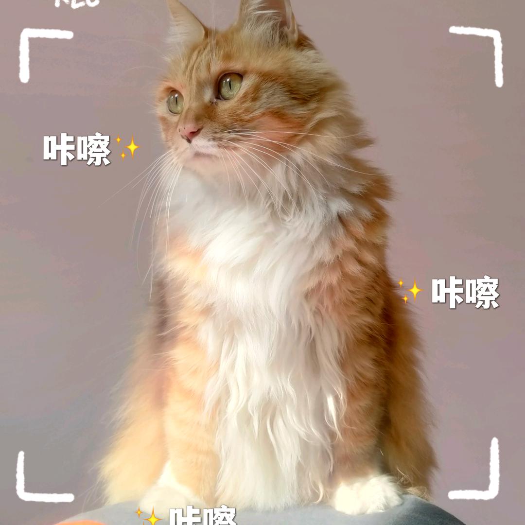 🌈茜茜是只猫🐱