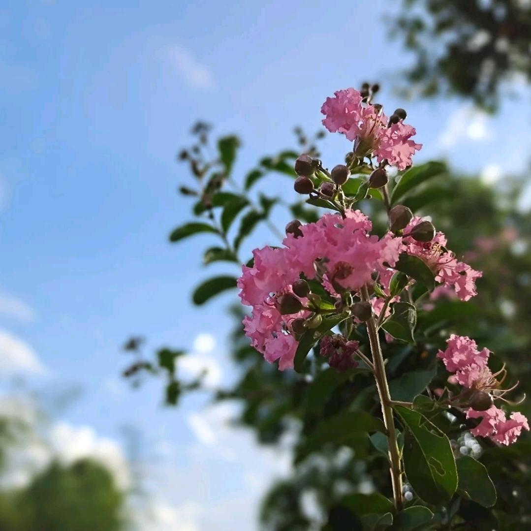 日落开花