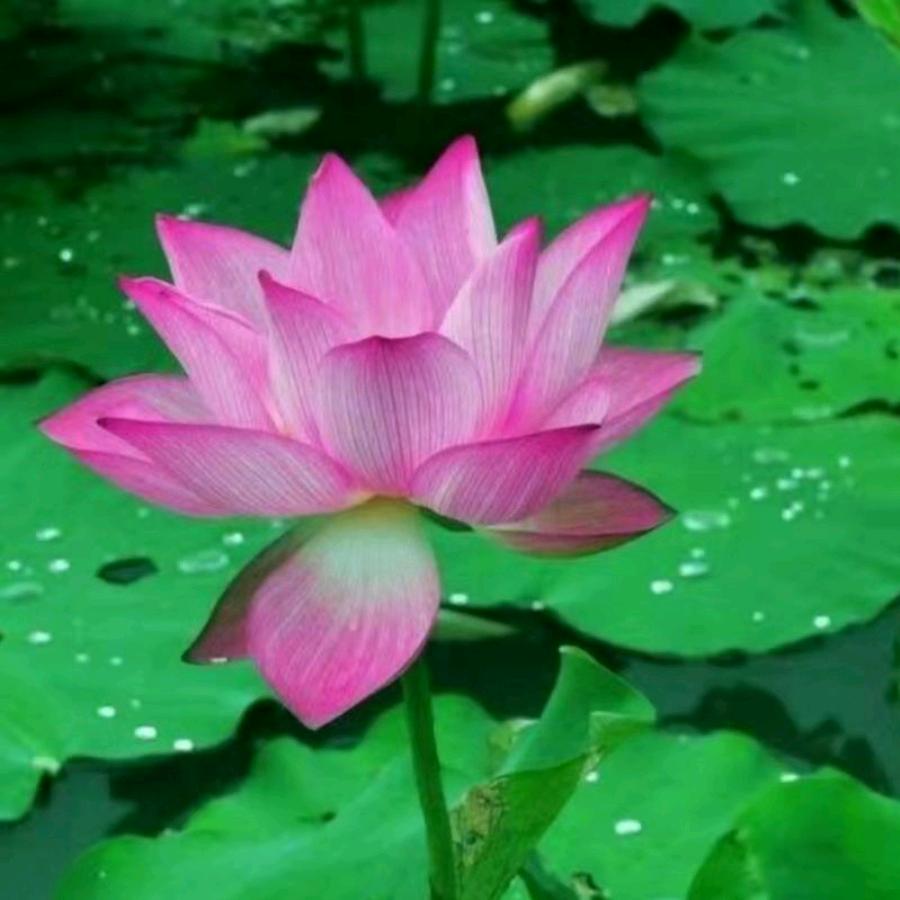 燕子