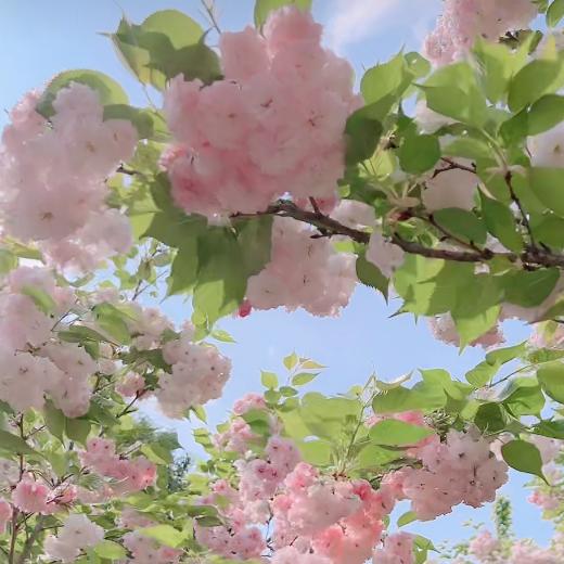 🍎越来越好🌹🌹