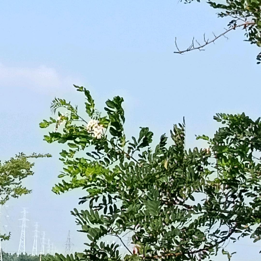 青梅煮酒