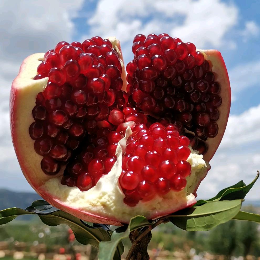 金陵石榴庄园官方号