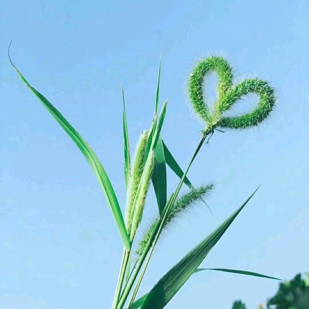 萍