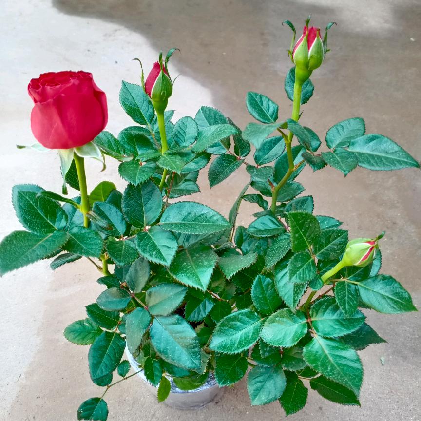 范学林