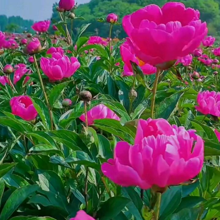 贺燕