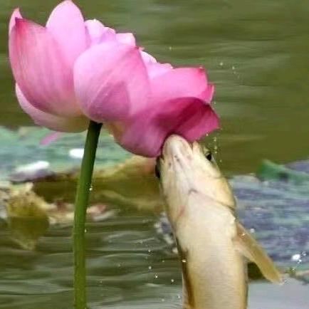 芙蓉下的余❤️