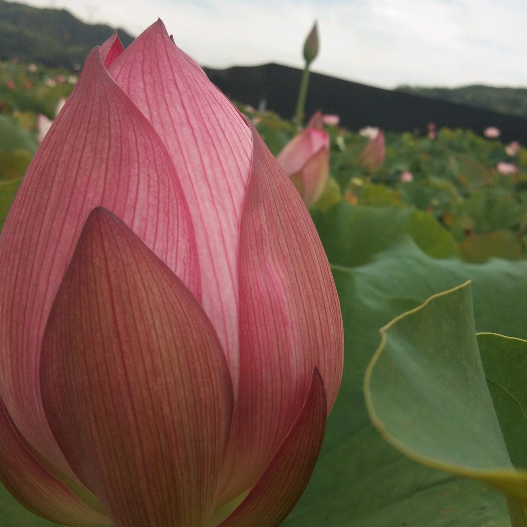 吴霞