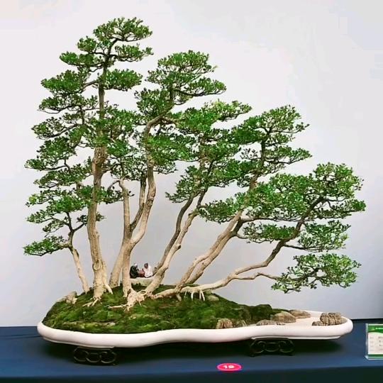 老胡黄杨盆景园