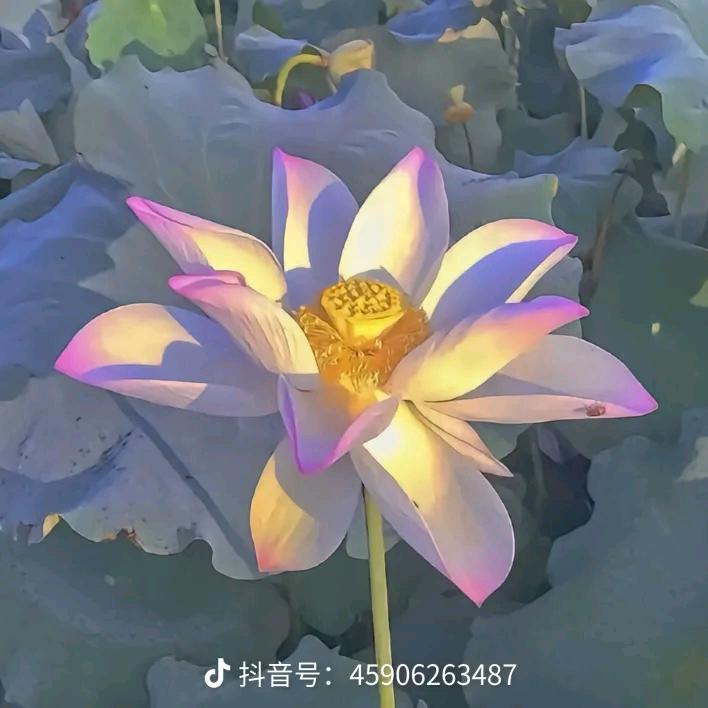 平安_喜乐
