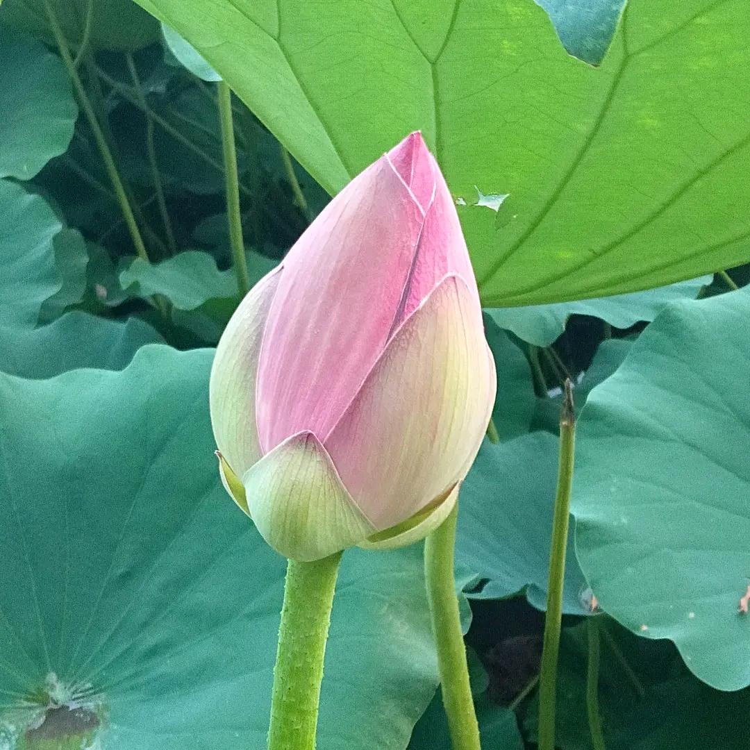 积善而行