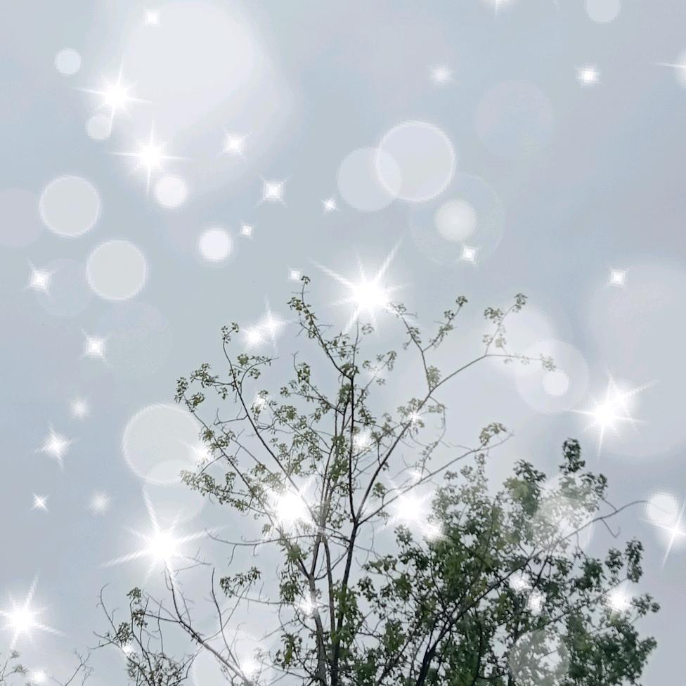 富贵花开
