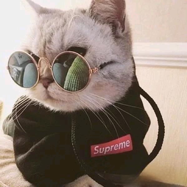 橘猫♂