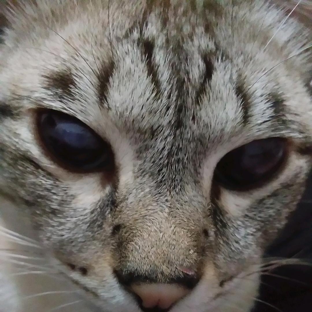 猫眼