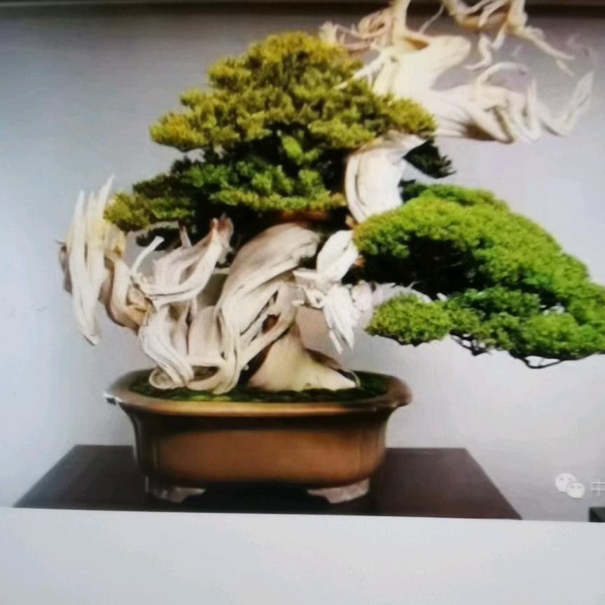 小蒋