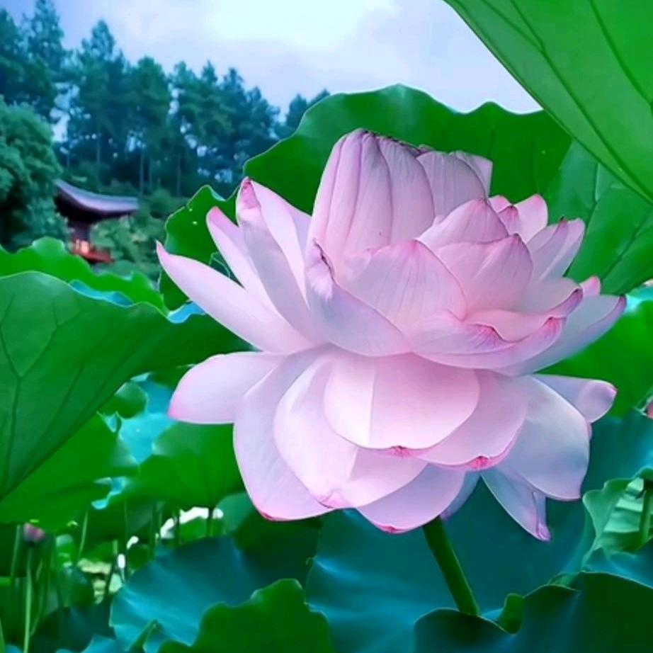宝石