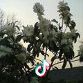 孤心