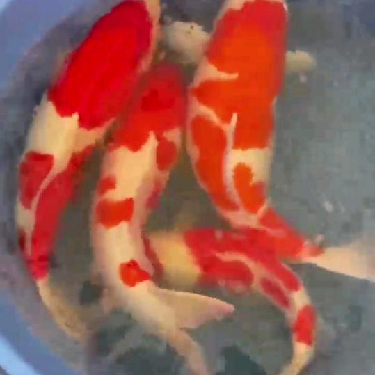 鱼多多观赏鱼店