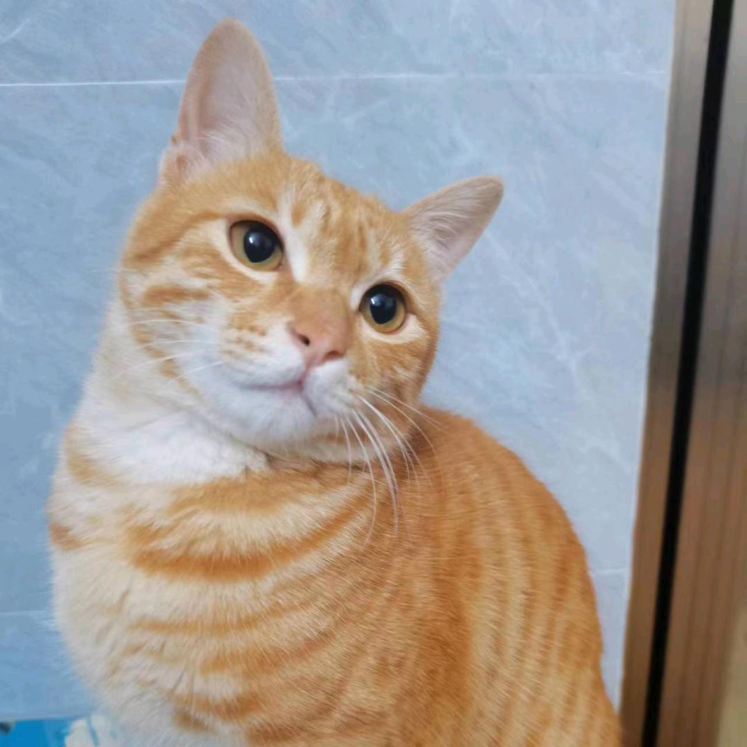 宇宙超级无敌暴龙秃头小宝贝🤖