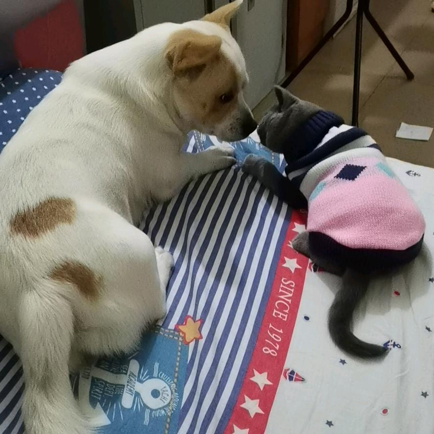 梦瑶