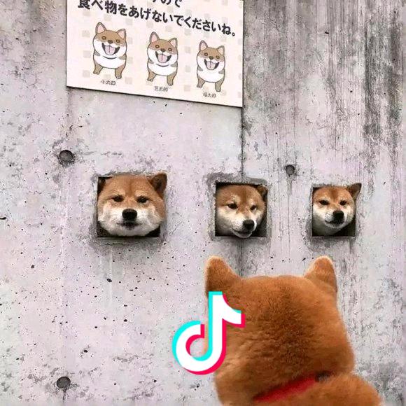 嘿啊