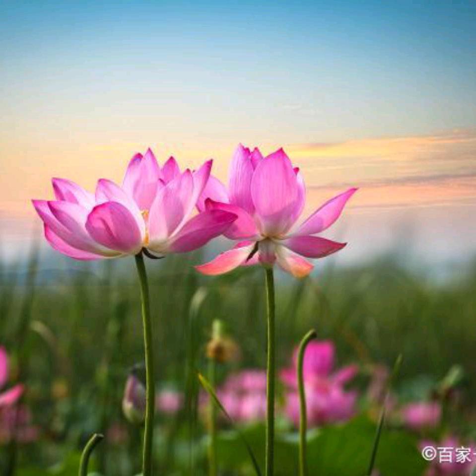 红珍