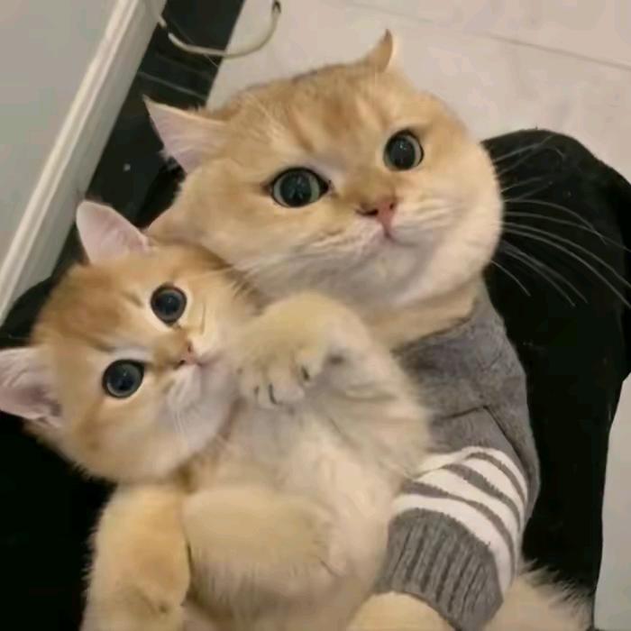诺迪威猫星球总部
