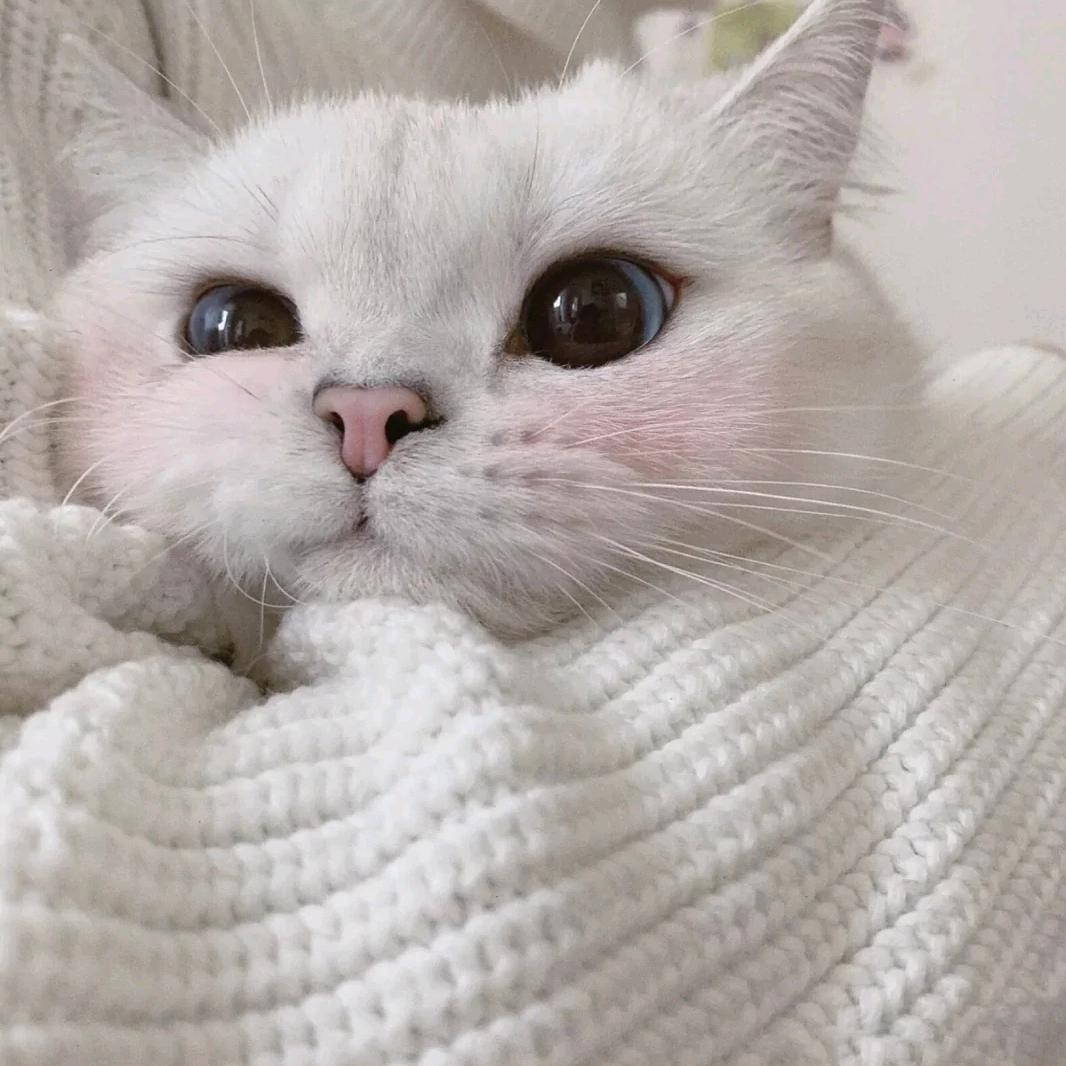 煽情