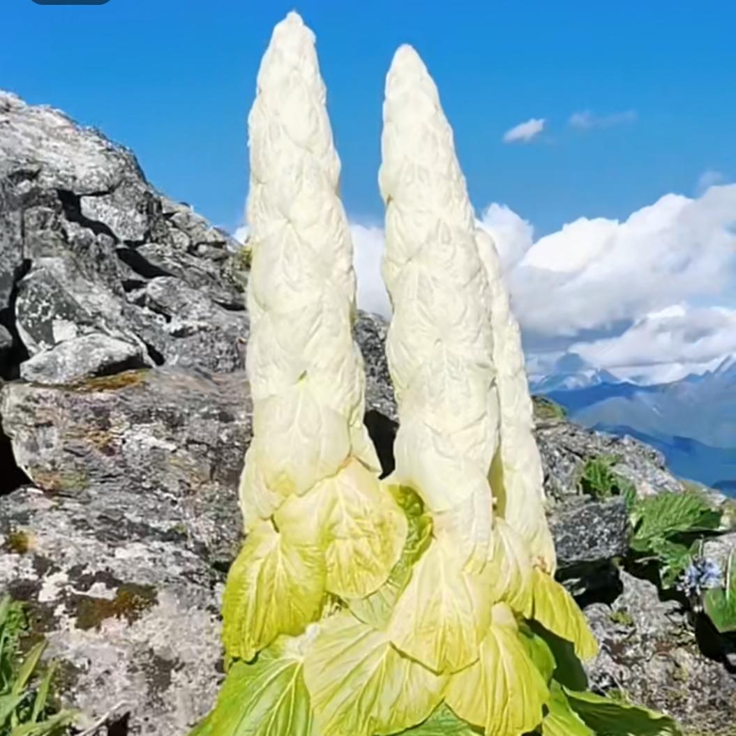 🌷银川🌷三哥 🌷