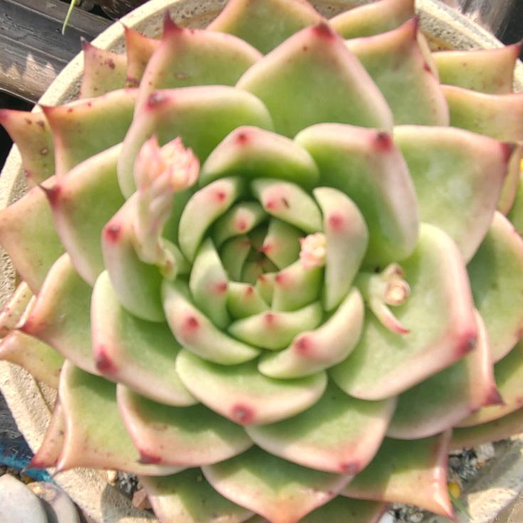 王木木