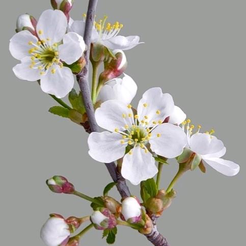 yingzi，liuzhongcheng