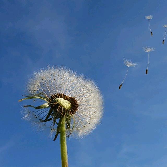 彭佳
