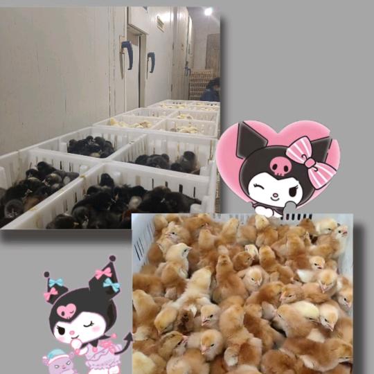 甘肃武威双城四组孵化场