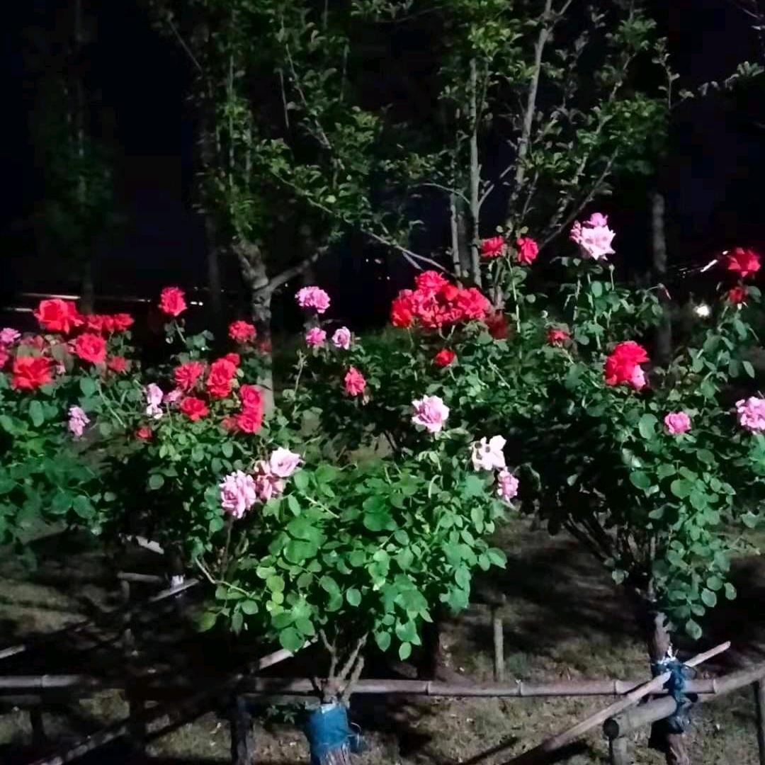 阿芳