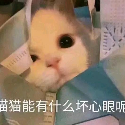 养🐷人