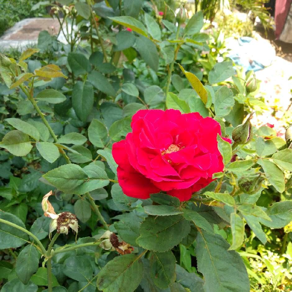 快乐芳