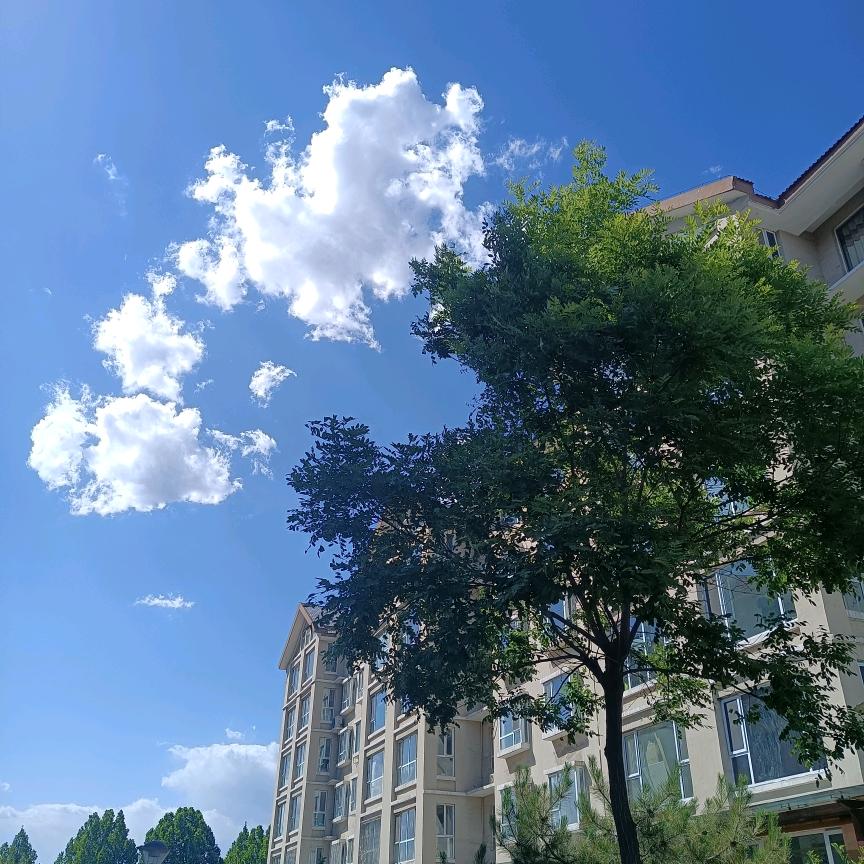 悲恒河的日番谷头像