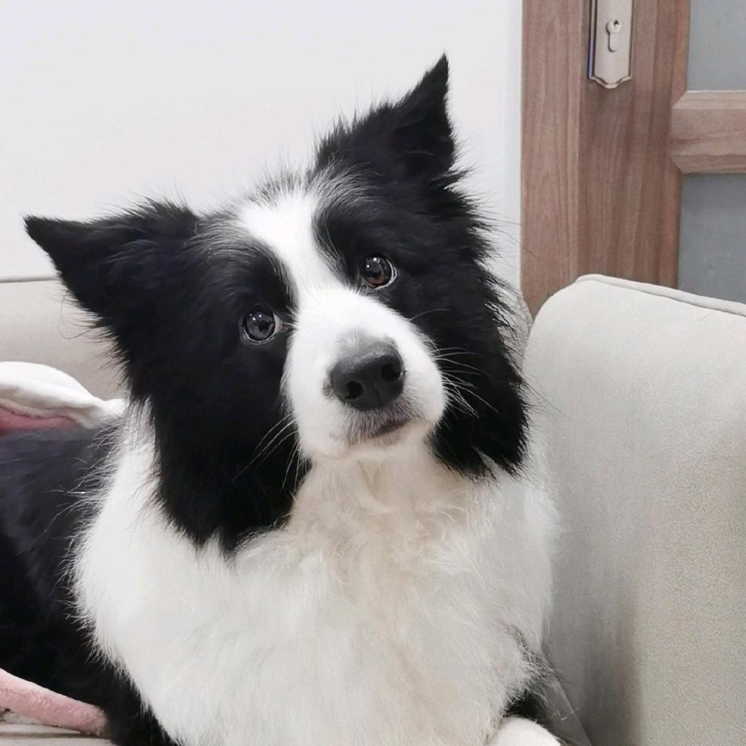 和猫头鹰比熬夜