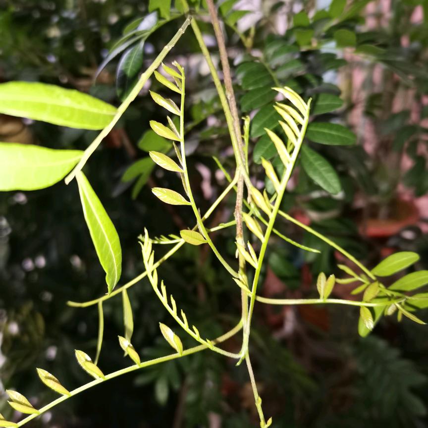 悍马