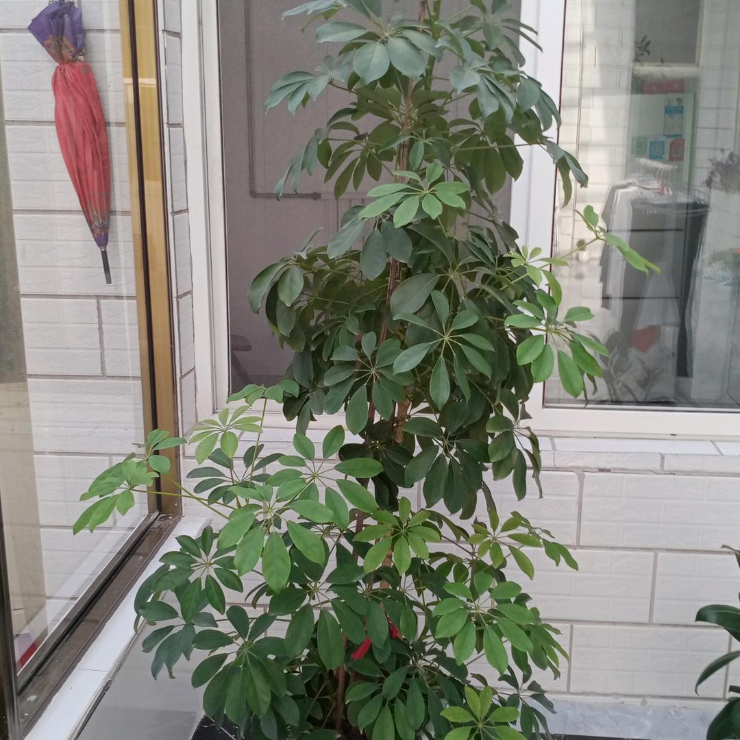 远方的狼