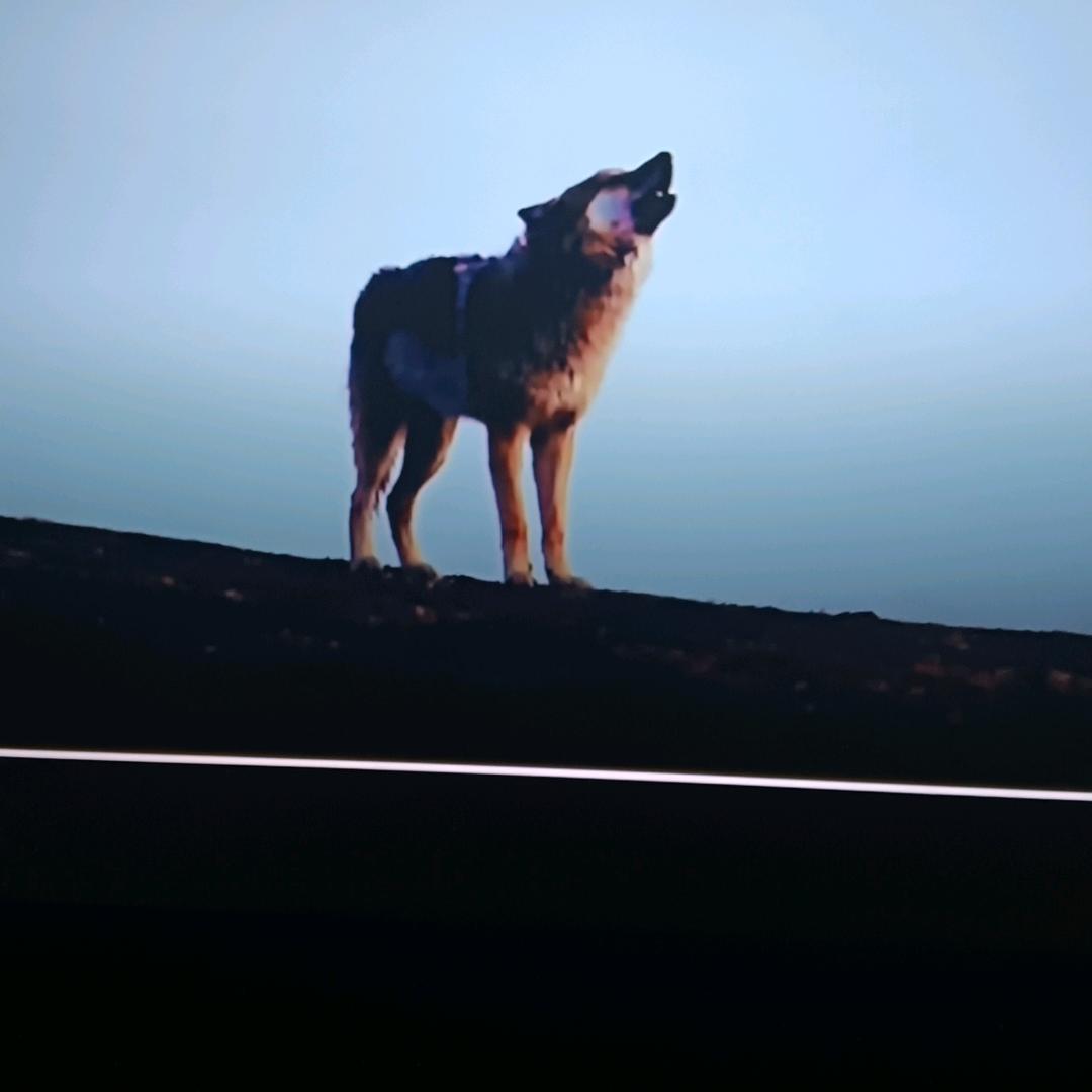 独行的狼