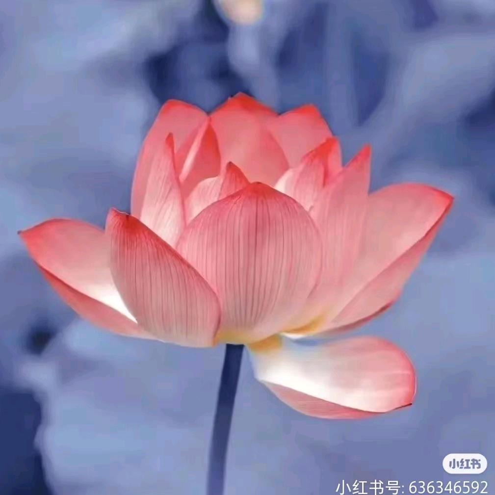 肖