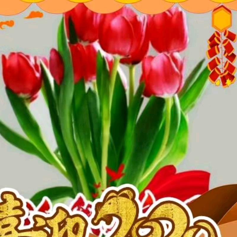 刘莲