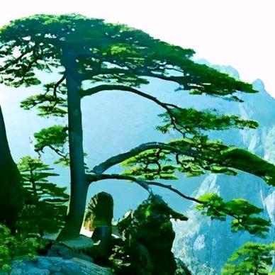 黄山生活（9893）