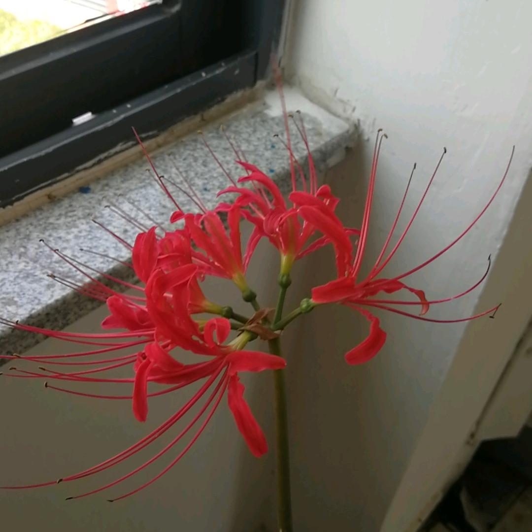 龙族灬无言（打死不出手）