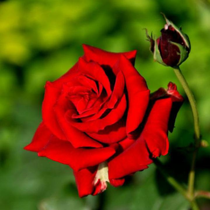 清风🌹🌹🌹☘☘☘