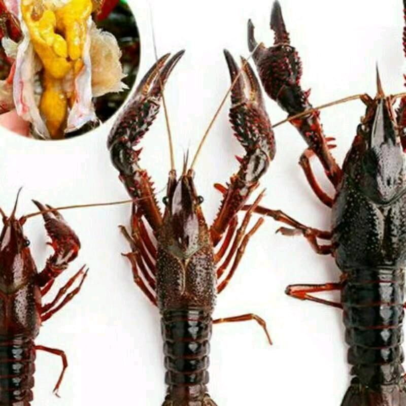 @小李龙虾锅🦞🦞🦞