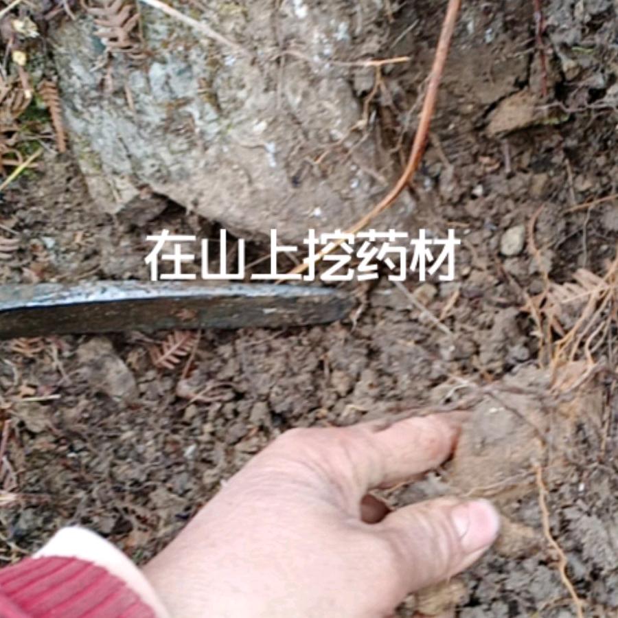 啊琴